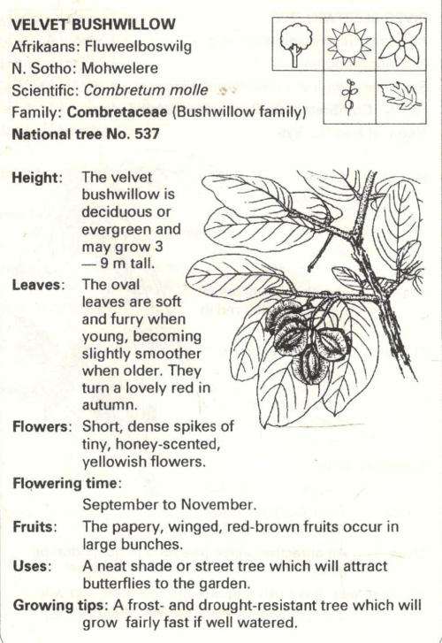 Hardy Highveld Plants  - - Pitta Joffe