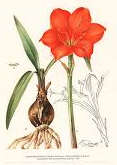 South African Botanical Art  -  Marion Arnold