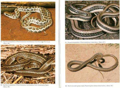Snake Versus Man - A Guide to Dangerous and Common Harmless Snakes of Southern Africa - Johan Marais