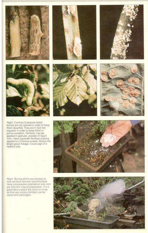 Bonsai - The Art of Growing and Keeping Miniature Trees  -  Peter Chan