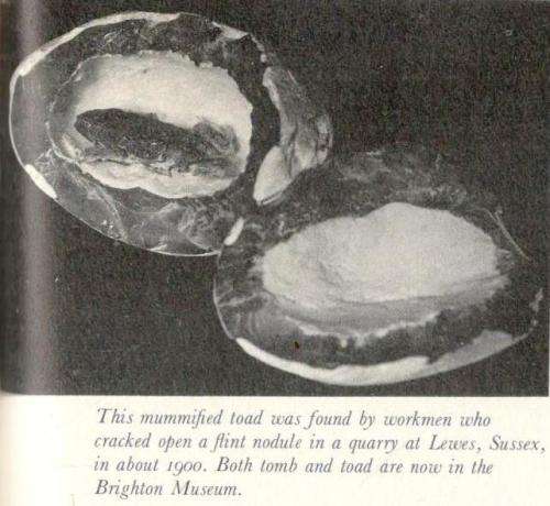 Living Wonders - Mysteries and Curiosities of the Animal World  --  John M and Robert J M Pickard