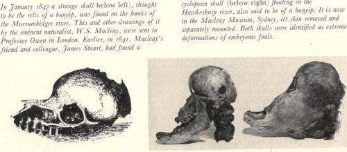 Living Wonders - Mysteries and Curiosities of the Animal World  --  John M and Robert J M Pickard