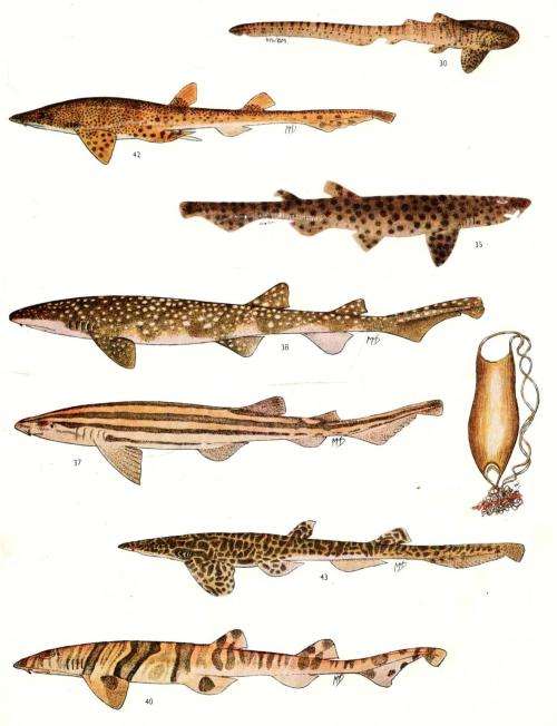 The Sea Fishes of Southern Africa  --   J L B Smith