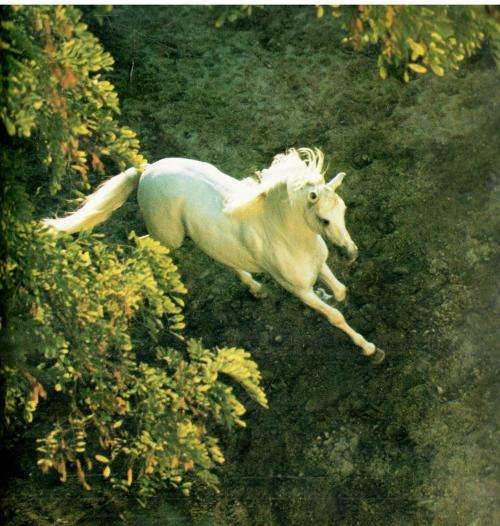 Equus -- The Creation of a Horse  --  Robert Vavra