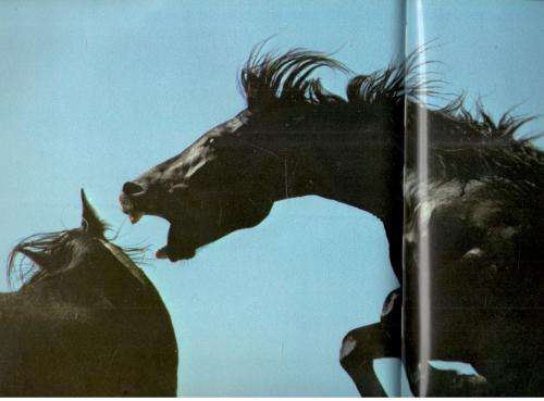 Equus -- The Creation of a Horse  --  Robert Vavra