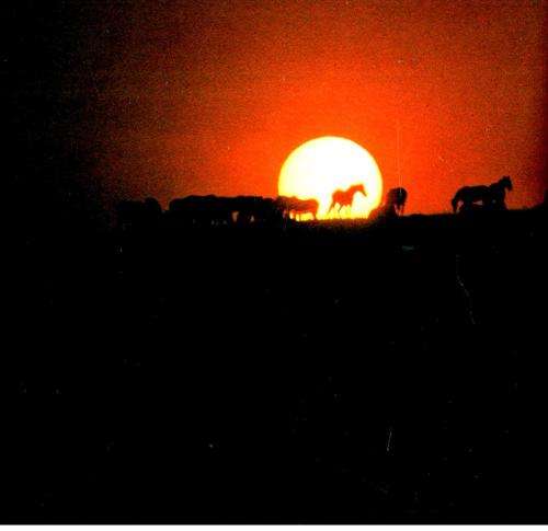 Equus -- The Creation of a Horse  --  Robert Vavra