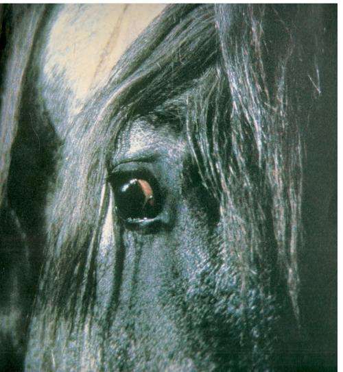 Equus -- The Creation of a Horse  --  Robert Vavra