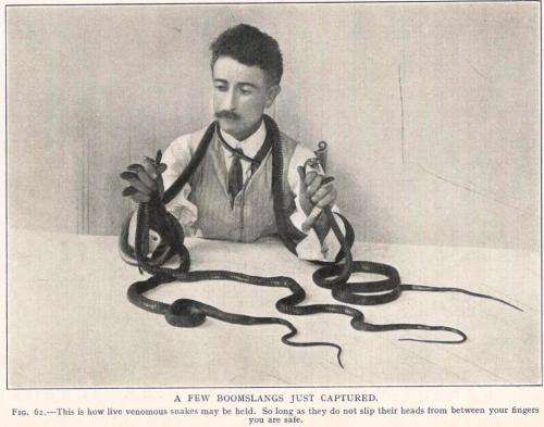 Snakes of South Africa  --  Their Venom and the Treatment of Snake Bite  -  F W Fitzsimons