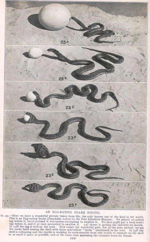 Snakes of South Africa  --  Their Venom and the Treatment of Snake Bite  -  F W Fitzsimons