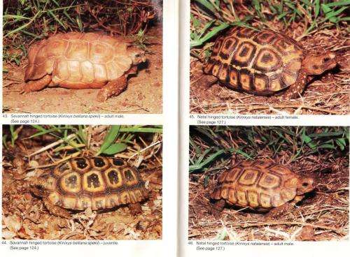 The South African Tortoise Book  -  A Guide to South African Tortoises Terrapins and Turtles