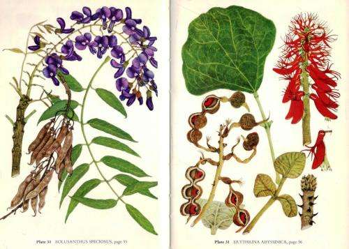 Common Trees of the Highveld   ---    Drummond and Coates Palgrave