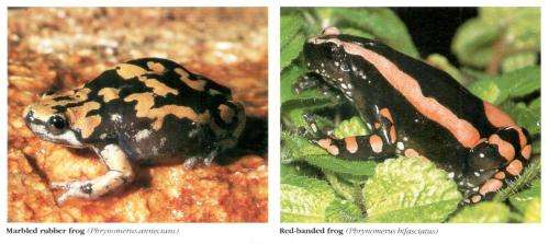 Everyone`s Guide to Snakes in South Africa  -  Bill Branch