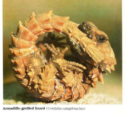 Everyone`s Guide to Snakes in South Africa  -  Bill Branch