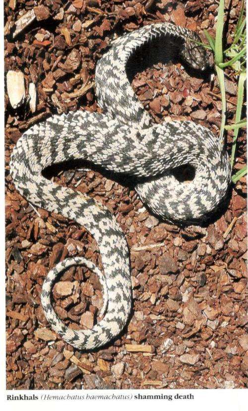 Everyone`s Guide to Snakes in South Africa  -  Bill Branch