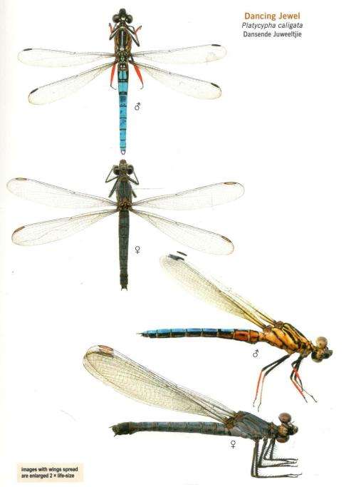 A Guide to the Dragonflies and Damselflies of South Africa  -  Warwick and Michele Tarboton