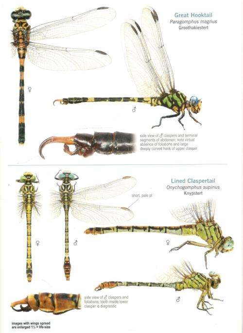 A Guide to the Dragonflies and Damselflies of South Africa  -  Warwick and Michele Tarboton