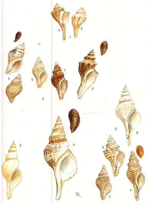 Sea Shells of Southern Africa  -- Richard Kilburn and  Elizabeth Rippey