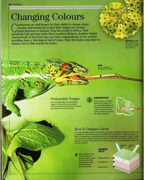 Encyclopedia of Animals  - A Family Reference Guide