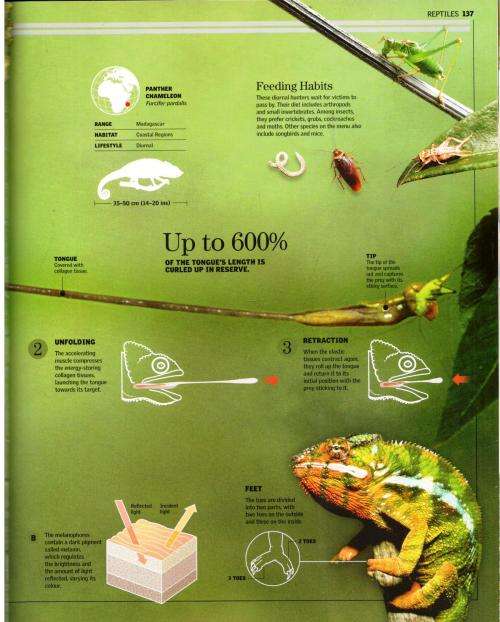 Encyclopedia of Animals  - A Family Reference Guide