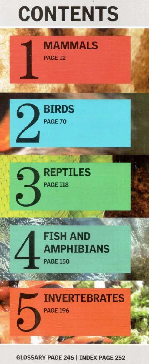 Encyclopedia of Animals  - A Family Reference Guide