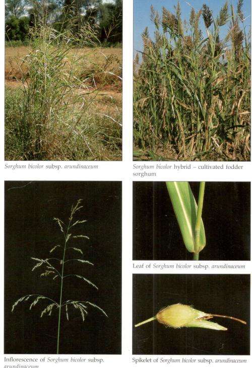 Poisonous Plants of South Africa  ---- Ben-Erik Van Wyk - Fanie  Van Heerden -  Bosch Van Oudtshoorn
