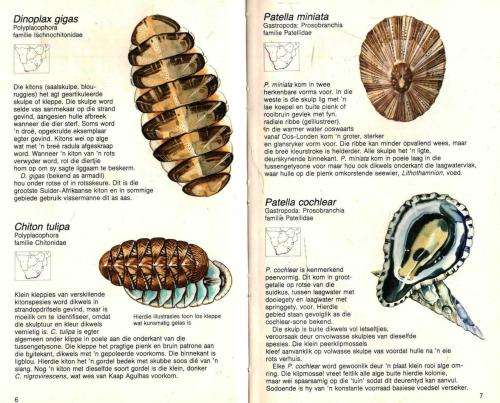 Struik-Sakboekgids vir Suider-Afrika Skulpe deur Deidre Richards/David Thorpe