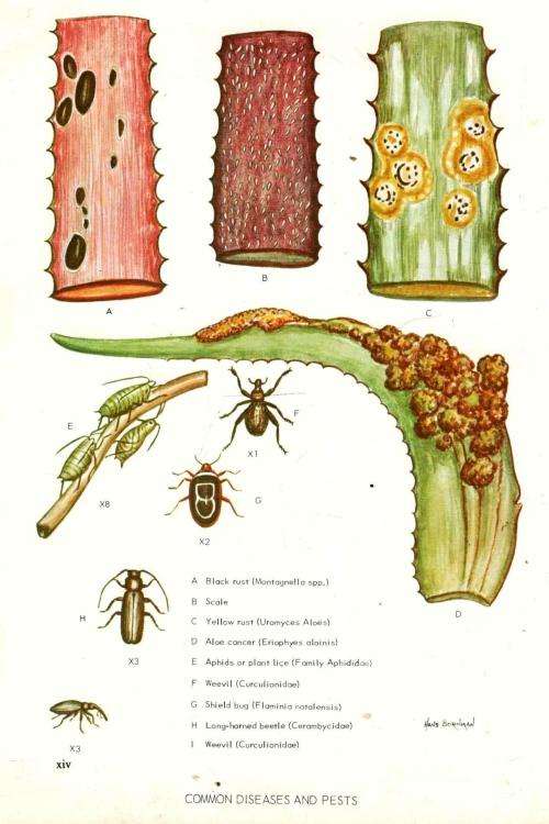 Aloes of the South African Veld -  Bornman Hardy