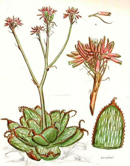 Aloes of the South African Veld -  Bornman Hardy