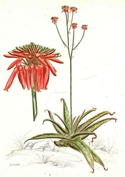 Aloes of the South African Veld -  Bornman Hardy