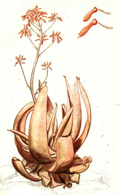 Aloes of the South African Veld -  Bornman Hardy