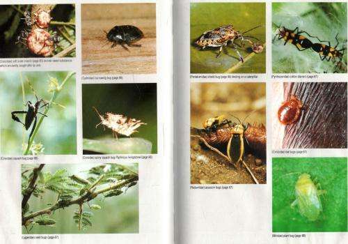 Field Guide to the Insects of the Kruger National Park  - Leo Braak