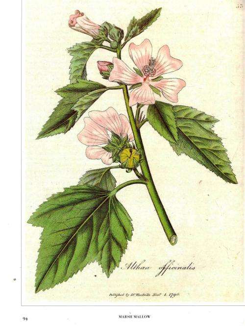 Medicinal Plants  --  An Illustrated Guide to More than 180 Herbal Planys  -   George Graves