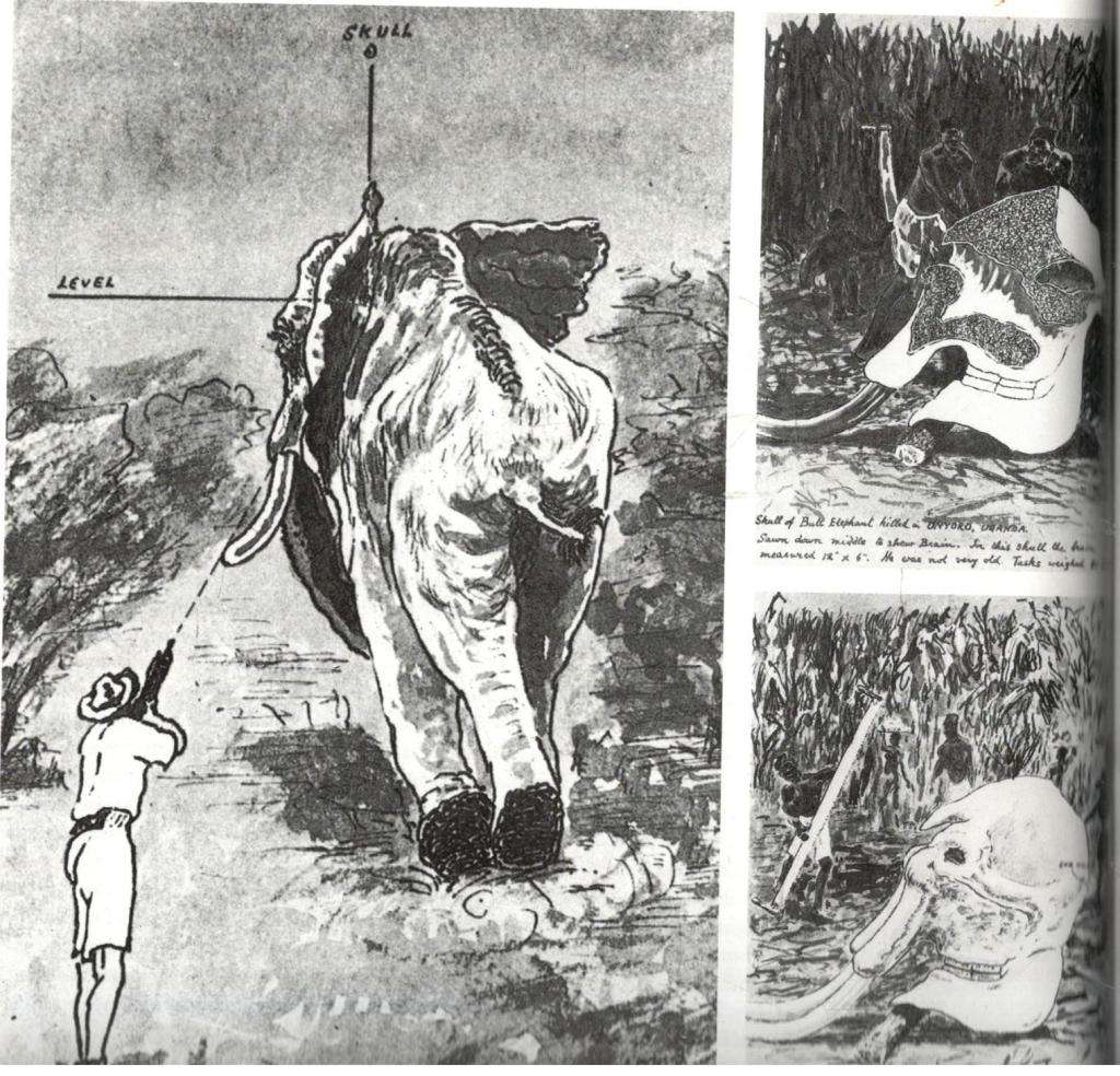 Safari  -  A Chronicle of Adventure  --  Bartle Bull