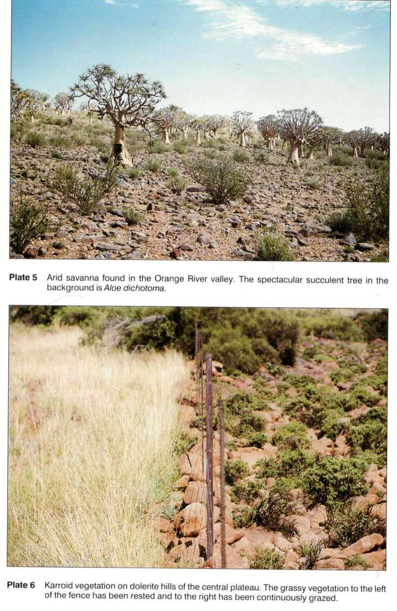 Veld Management in South Africa  --  Neil Tainton