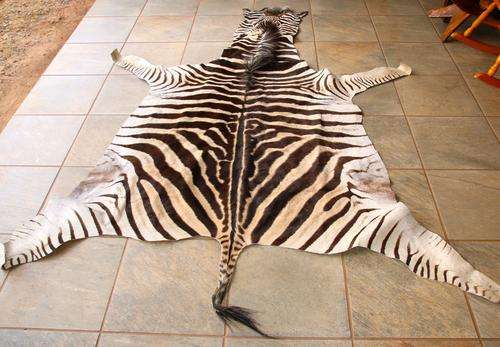 Beautifully Tanned Zebra Hide (High grade A)