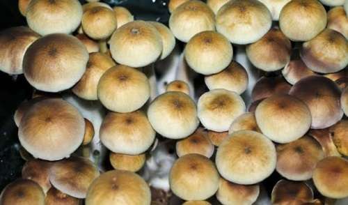 10ml Psilocybe Cubensis Mushroom Spore Syringe