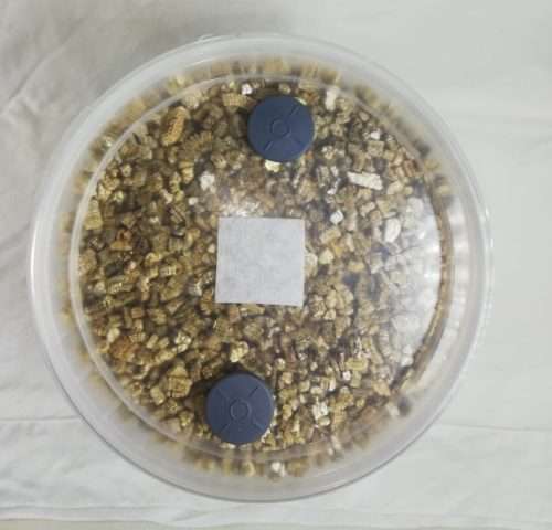 Sterilized Mushroom BRF PF Tek Cake