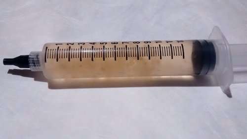 10ml Panaeolus cyanescens (Copelandia) Mushroom Spore Syringe