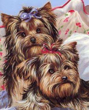 Yorkshire Terriers - Everything you need to know.
