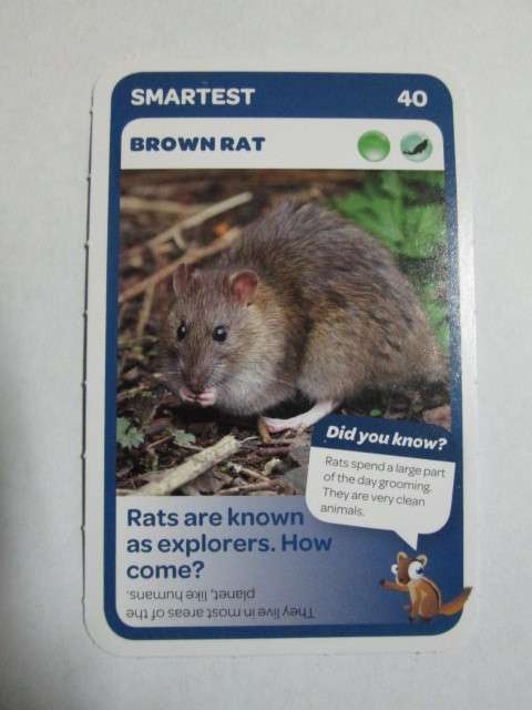 #40 Brown Rat (Smartest) - Pick n Pay Super Animals Trading Card