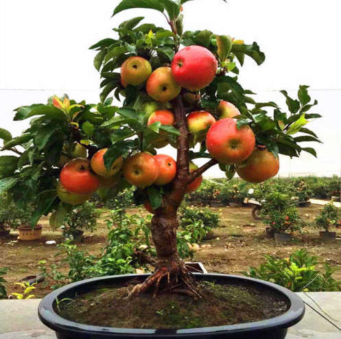 30 Pcs Apple Tree Seeds Very Rare Dwarf Fruit
