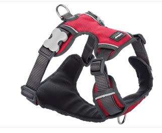 Red Dingo Padded Harness - Medium - Red M