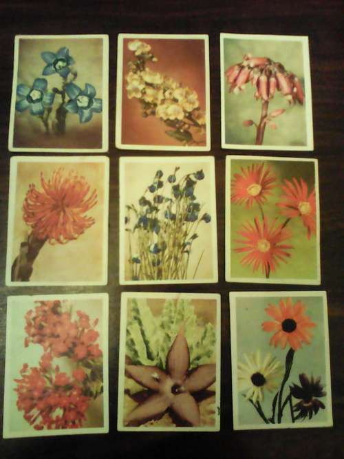 Vintage Our South African Flora Cigarette Cards (Complete Set 100/100)