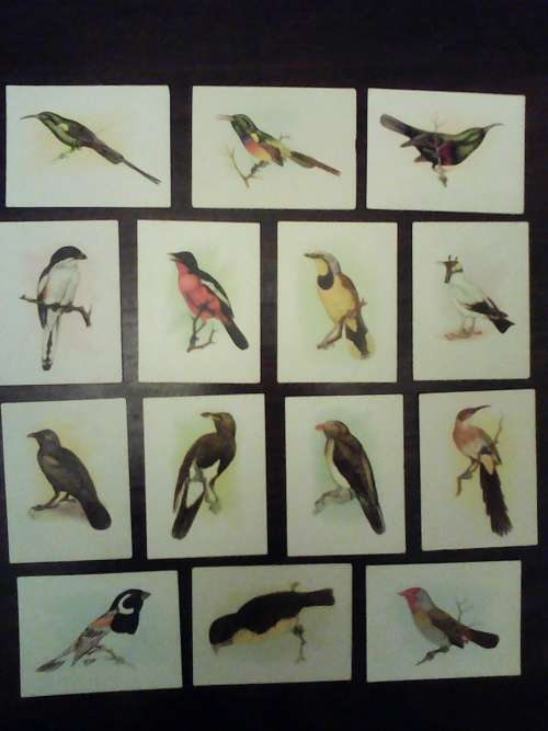 (107/150) Vintage Our South African Birds Cigarette Cards