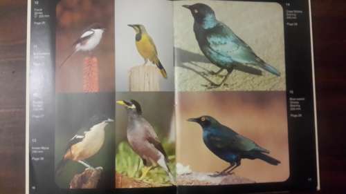 Garden Birds Of South Africa (Hardcover)