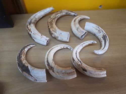 Collection Various Sized Warthog Tusks