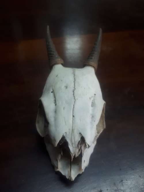 Skull With Horns