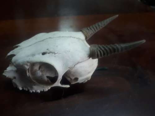 Skull With Horns