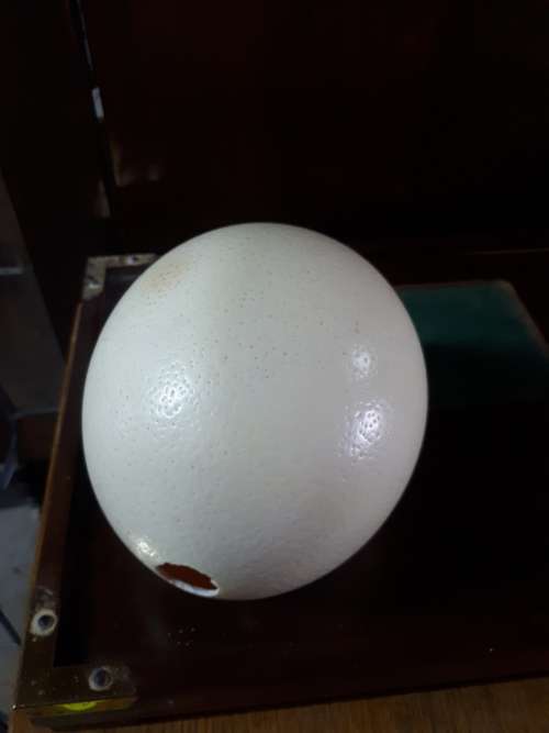 Ostrich Egg