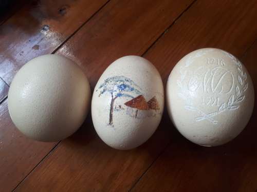 3 x Ostrich Eggs